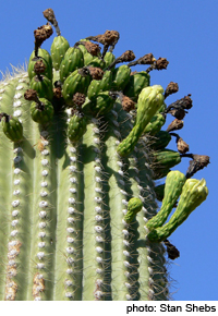 saguaro fruit harvest