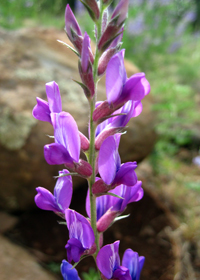 Locoweed