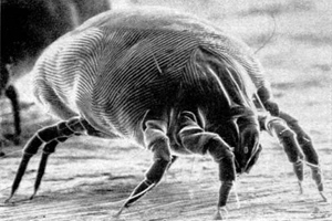 house dust mite