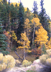 picture title